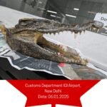 Canadian Man Arrested at Delhi Airport After Customs Finds Crocodile Skull in Luggage